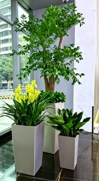 宁波花木租赁品种-奉化花木租摆效果-奉化绿化养护专家-宁波花木租摆市场需求